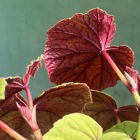 Begonia grandis 'Alba'